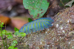 Lexias
