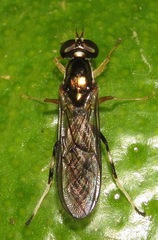 Merosargus gracilis