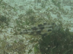 Scobinichthys granulatus