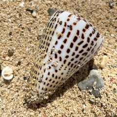 Conus leopardus