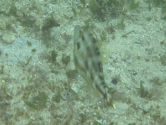 Scobinichthys granulatus
