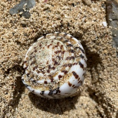 Conus leopardus