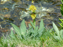 Gentiana lutea lutea