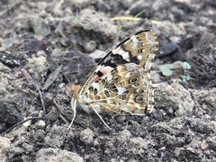 Vanessa cardui
