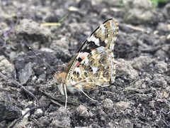 Vanessa cardui