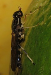 Merosargus gracilis