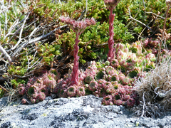 Sempervivum vicentei