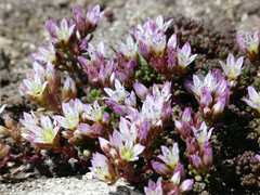 Sedum candolleanum