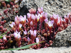 Sedum candolleanum