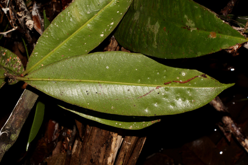 Eugenia nemestrina