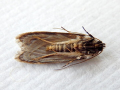 Stenoptena icmaea