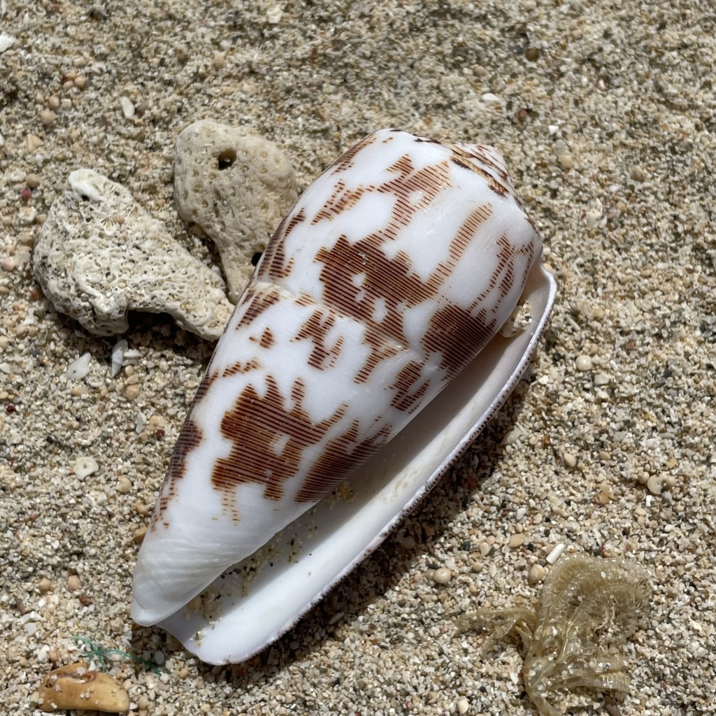 Striated cone