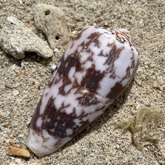 Conus striatus