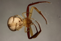 Ebrechtella pseudovatia