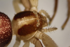 Ebrechtella pseudovatia