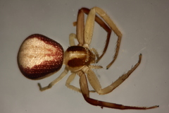 Ebrechtella pseudovatia