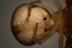 Ebrechtella pseudovatia