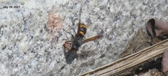 Orancistrocerus drewseni