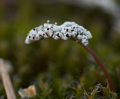 Lomatium linearifolium