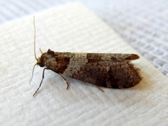 Lepidoscia heliochares