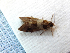 Lepidoscia heliochares