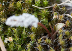 Lomatium linearifolium