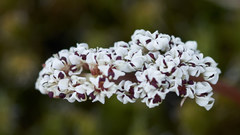 Lomatium linearifolium