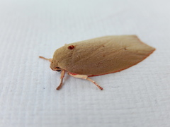 Euchaetis