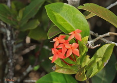 Ixora coccinea