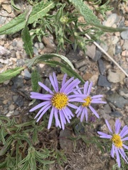 Aster alpinus