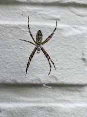 Argiope bruennichi