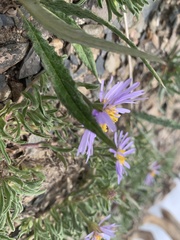 Aster alpinus