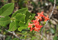 Ixora coccinea