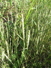 Sporobolus alopecuroides