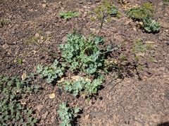 Lomatium repostum