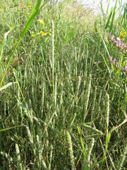 Sporobolus alopecuroides