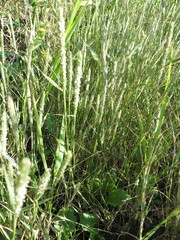 Sporobolus alopecuroides