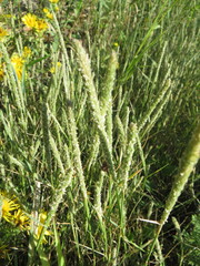 Sporobolus alopecuroides