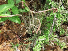 Caralluma adscendens