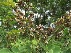 Dalbergia lanceolaria