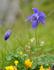 Aquilegia pyrenaica