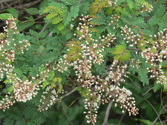 Angiospermae