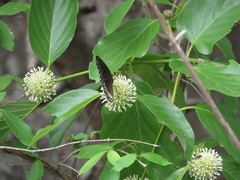 Mitragyna parvifolia