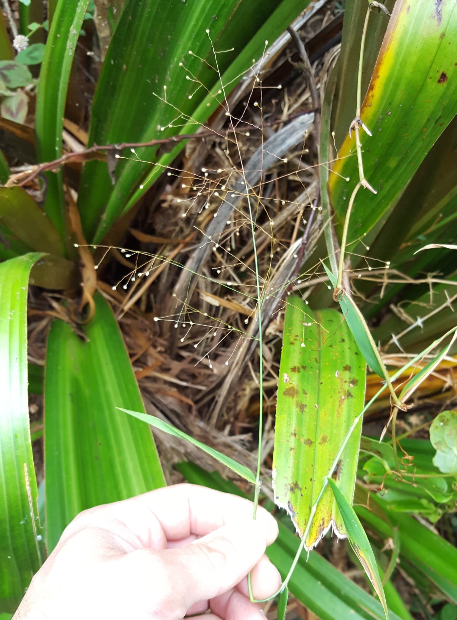 (c) François Rousseu, certains droits réservés (CC BY-NC) https://www.inaturalist.org/observations/88915624