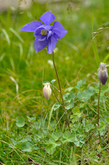 Aquilegia pyrenaica