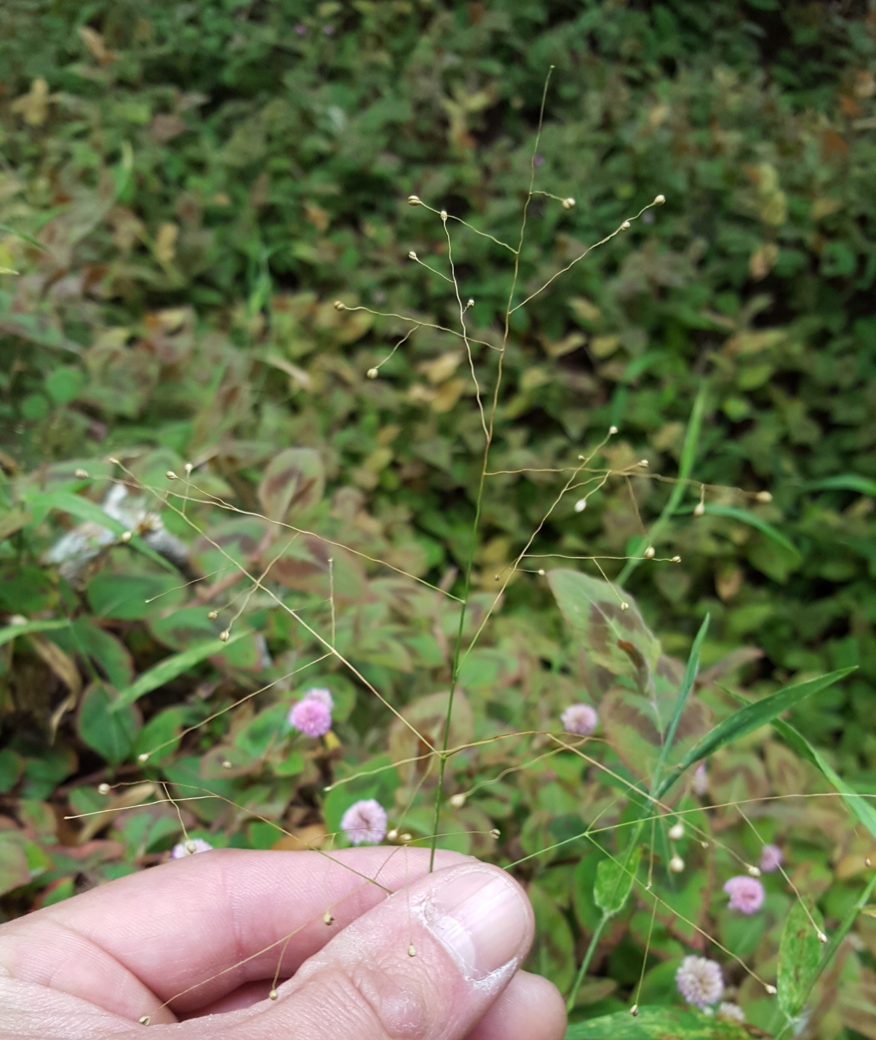 (c) François Rousseu, certains droits réservés (CC BY-NC) https://www.inaturalist.org/observations/88915624