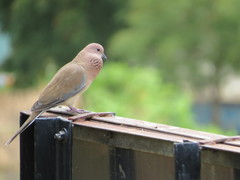 Streptopelia senegalensis