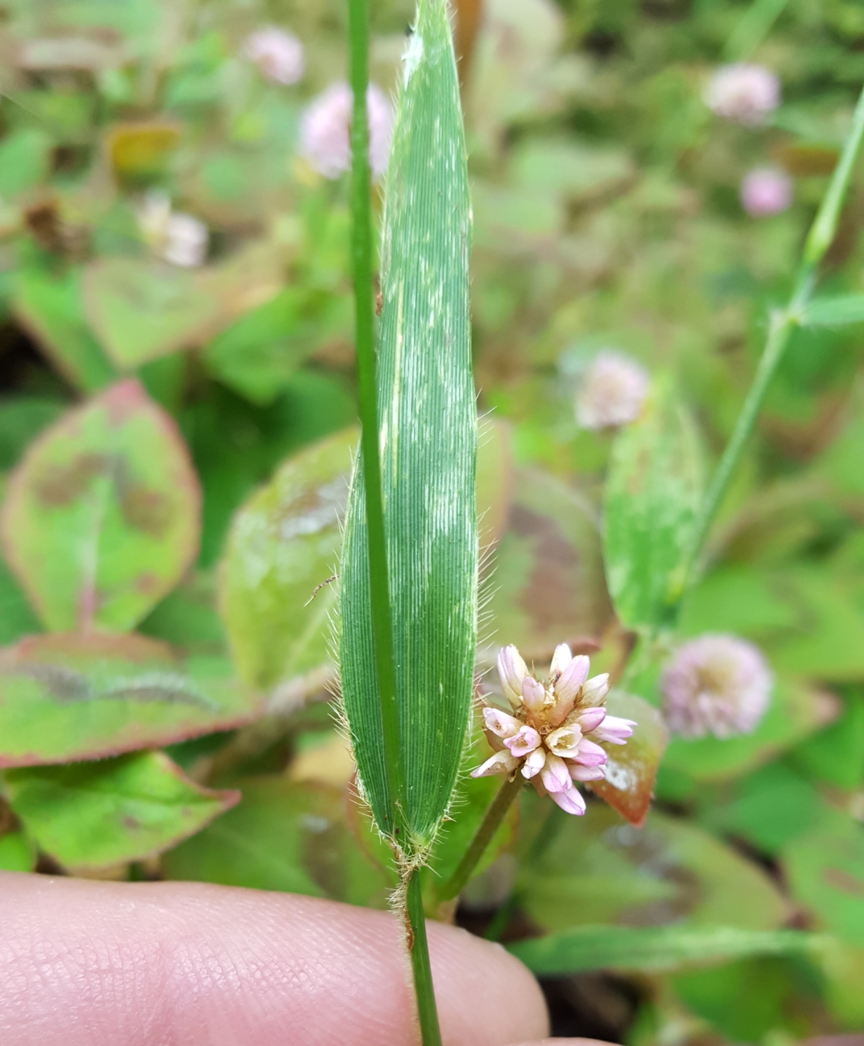 (c) François Rousseu, certains droits réservés (CC BY-NC) https://www.inaturalist.org/observations/88915624