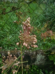 Allium oleraceum
