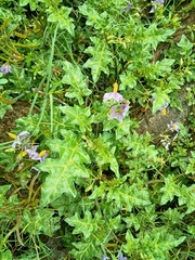 Solanum virginianum